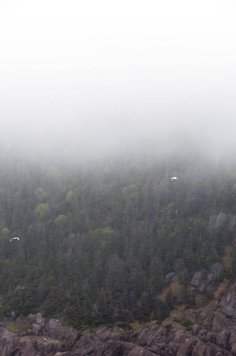 Newfoundland, Canada © Renae Smith