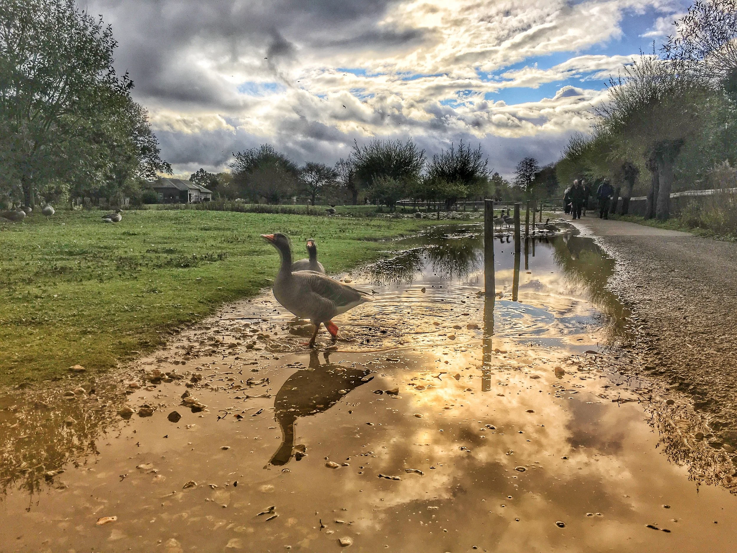 Family Day Out at Slimbridge Wet Centre: Review