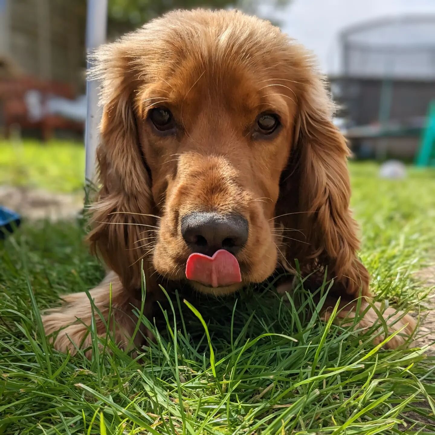 Marlow had a lovely day playing in the garden today! I took this picture withy Pixel 6A by @gpogle#teampixel #mobilephotographer #mobilephotography #cockerspaniel #spaniellife #cockerspanielsofinstagram