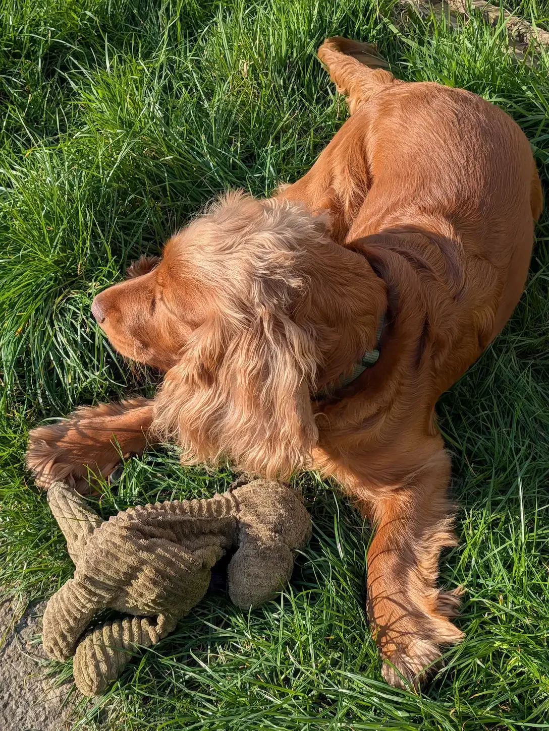 A close-up photograph of a brown cocker spaniel named Marlow lying in green grass, focusing on the texture of the fur and grass.