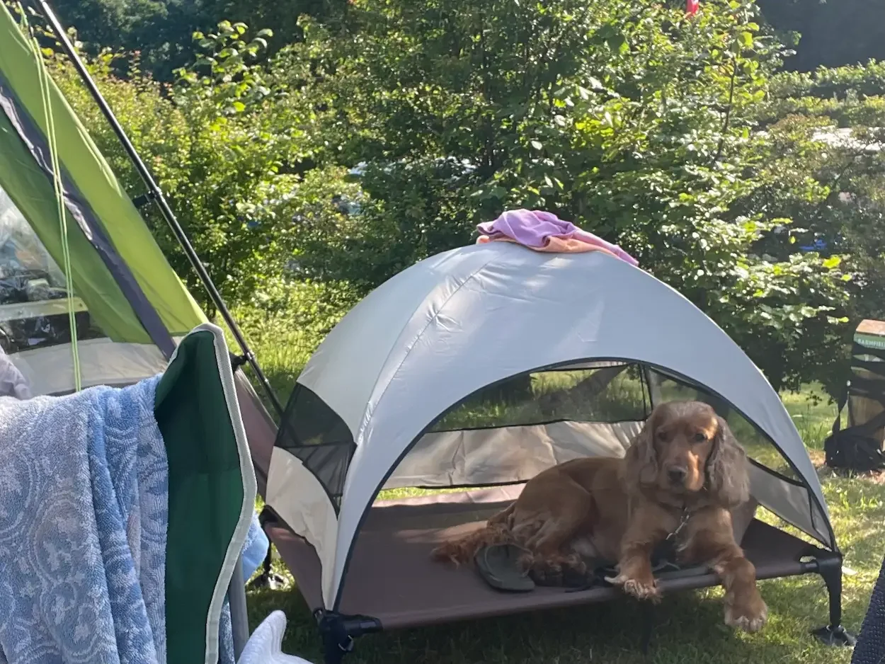 First Time Camping With a Dog: Real Tips From Our Trip