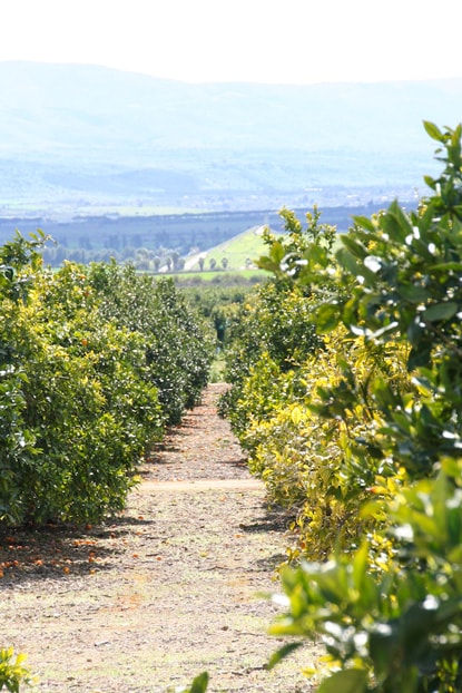 campagna-tree-min.jpg