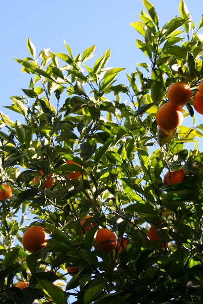 orange-tree-min.jpg