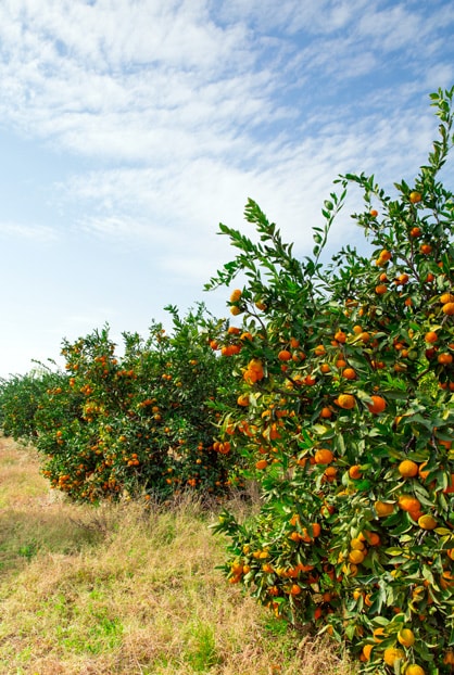 Orange-tree3-min.jpg