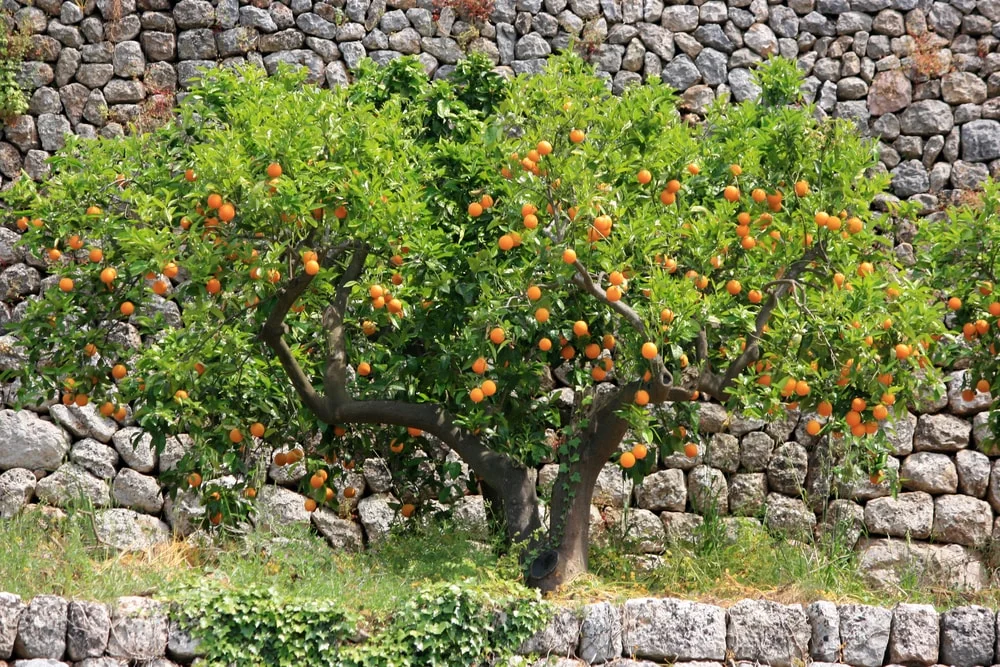 Opening+citrus-min.jpg