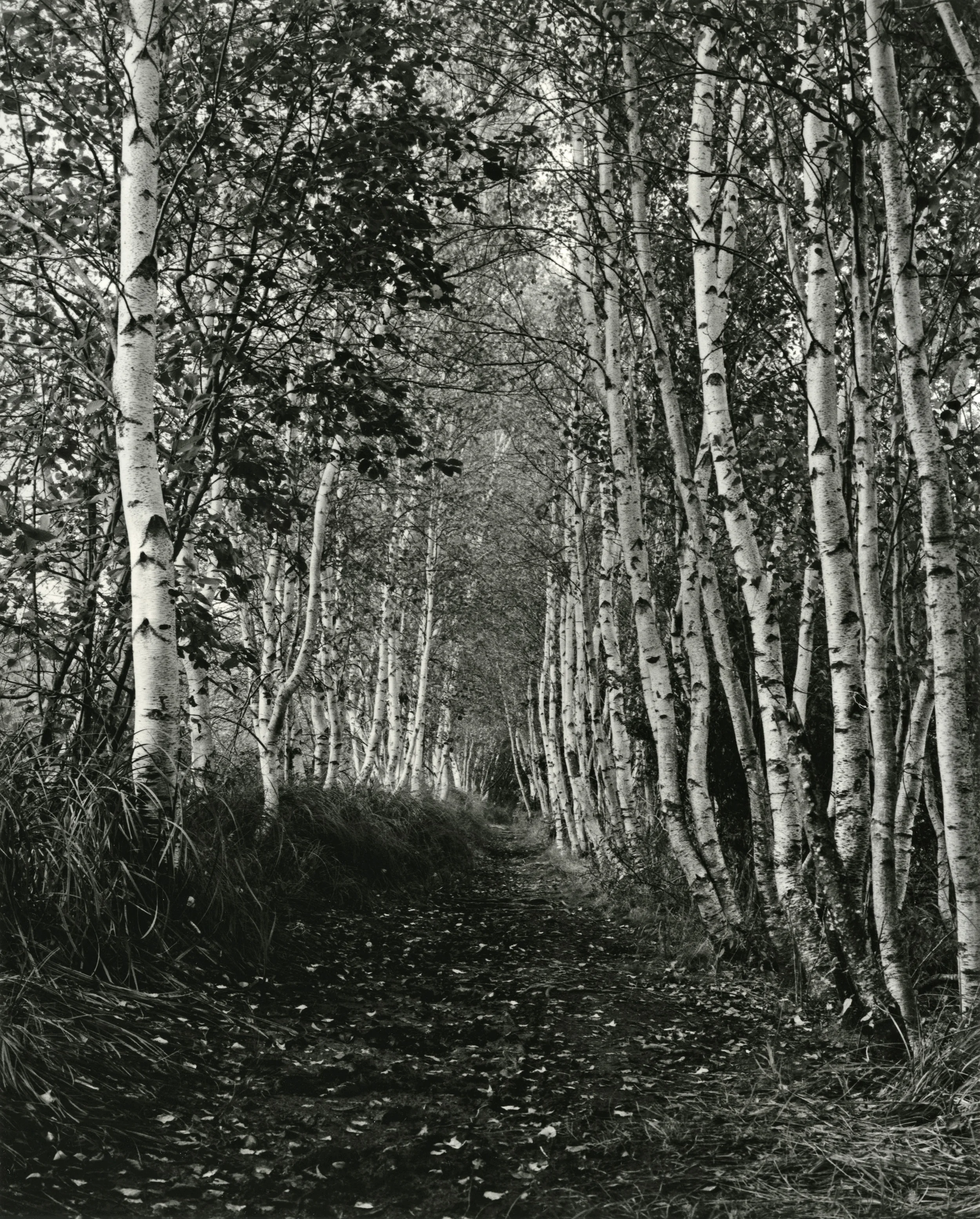 Birches, Acadia 2013