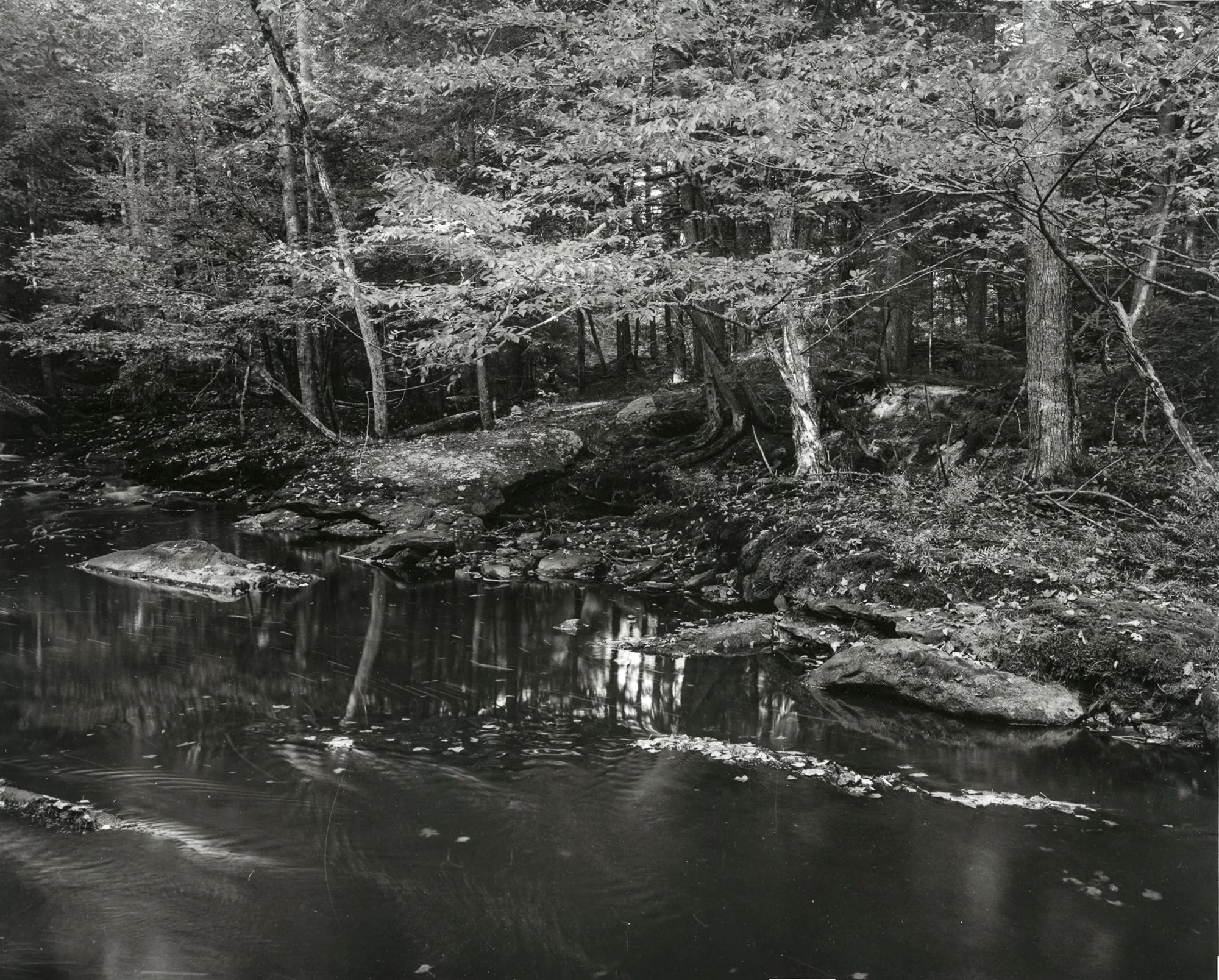 Cathance River Preserve, Topsham Maine
