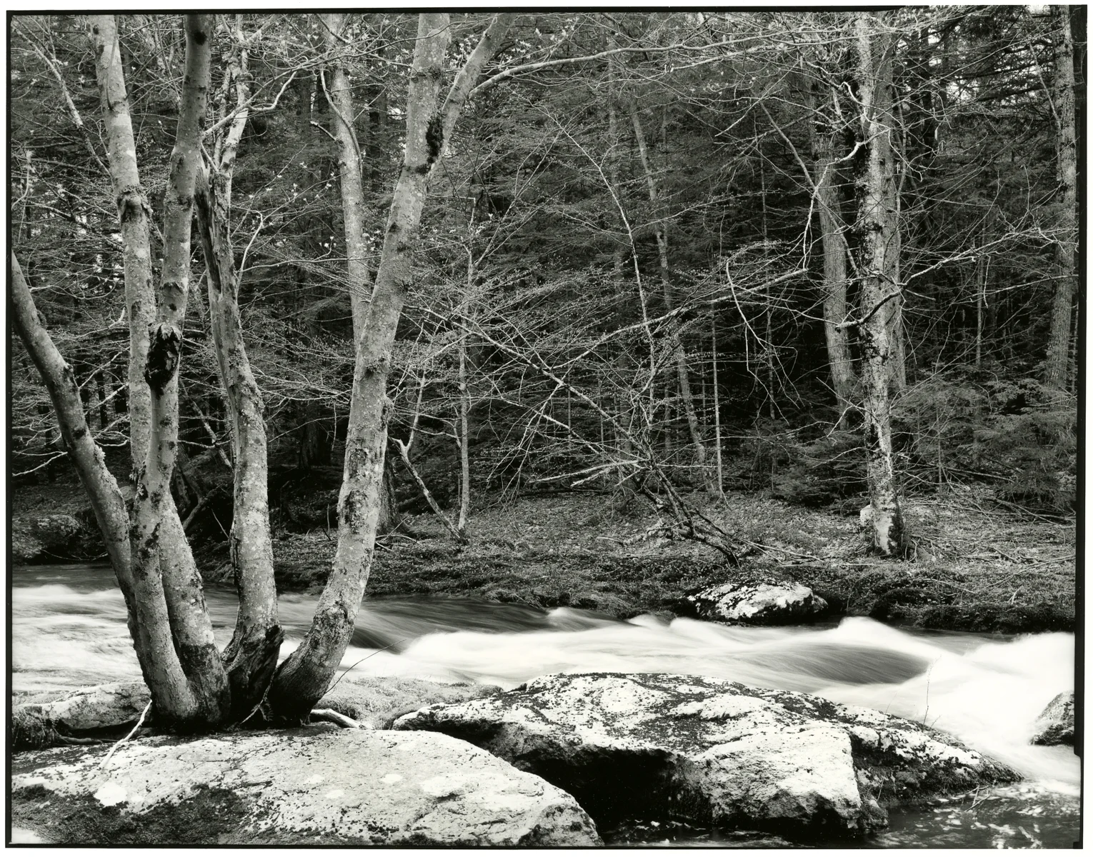 Cathance River Preserve II