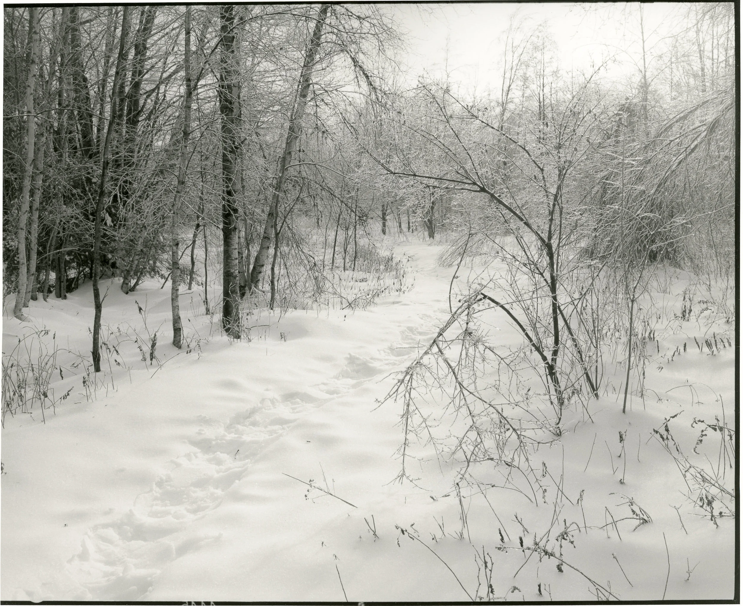 Cathance River Preserve II