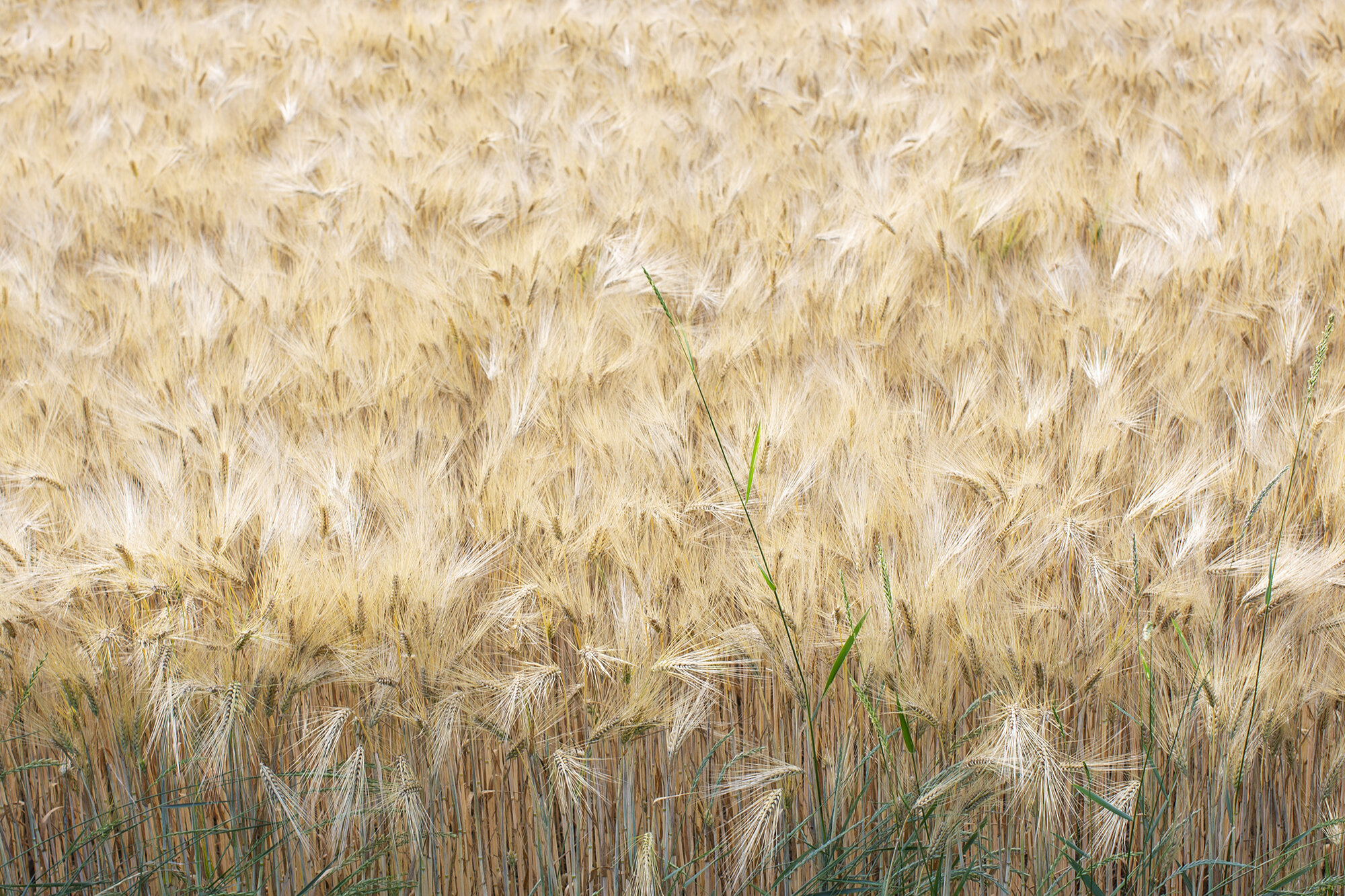 wheat field.jpg