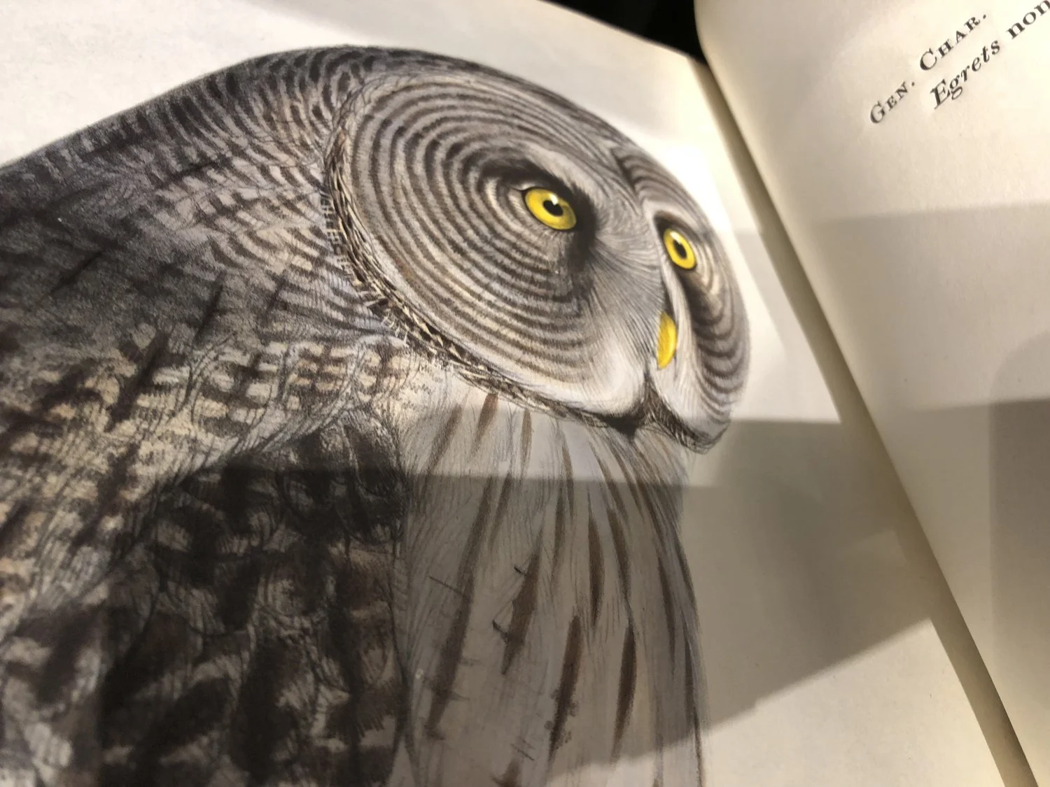 Clark Winter_BIRDS (1 of 6).jpg