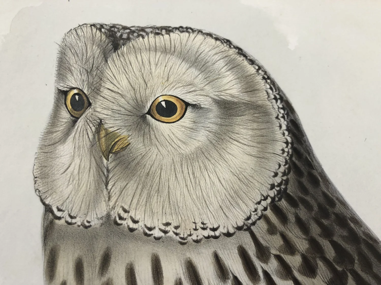 Clark Winter_BIRDS (3 of 6).jpg