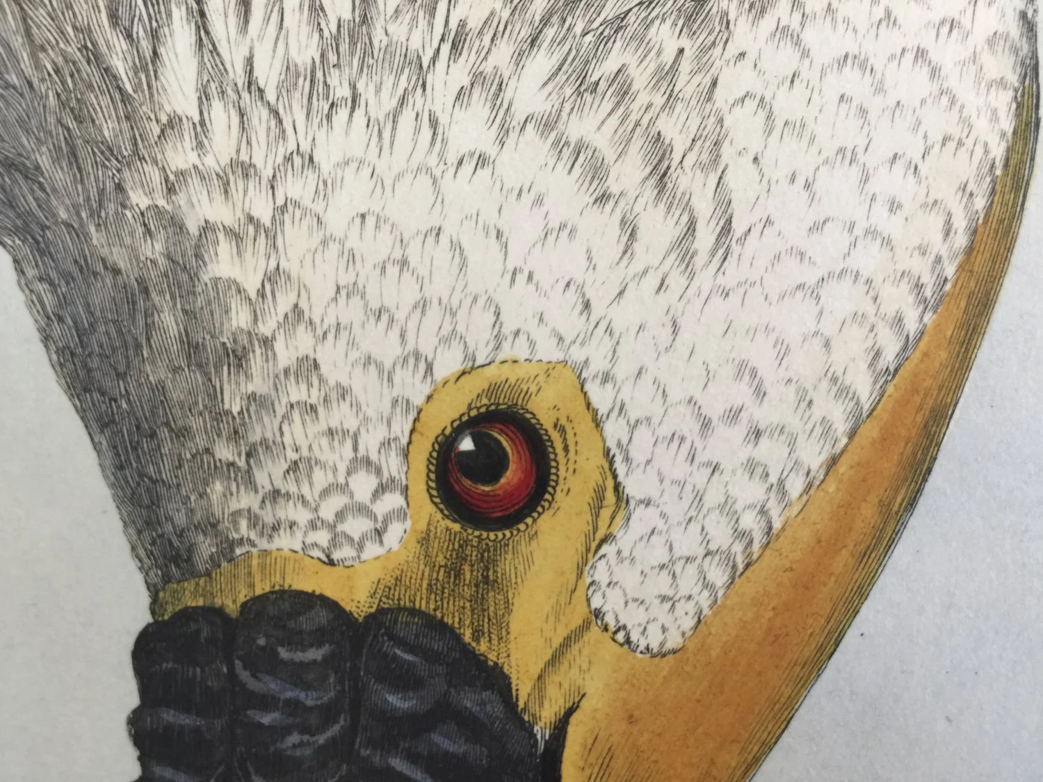 Clark Winter_BIRDS (4 of 6).jpg