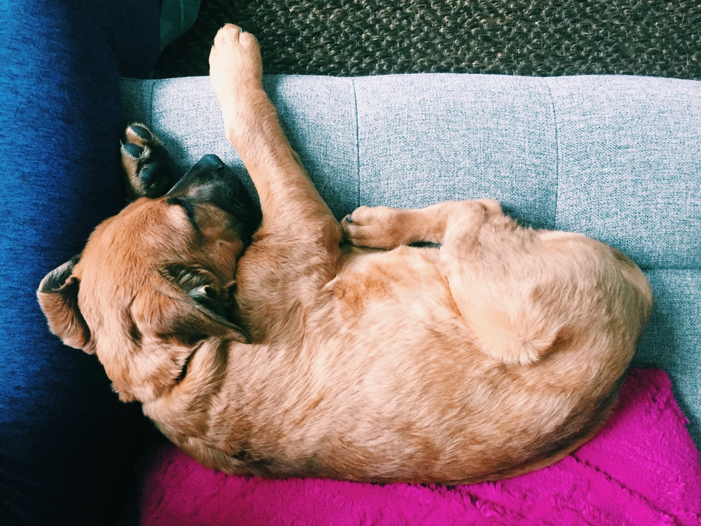 Will Break for Puppies