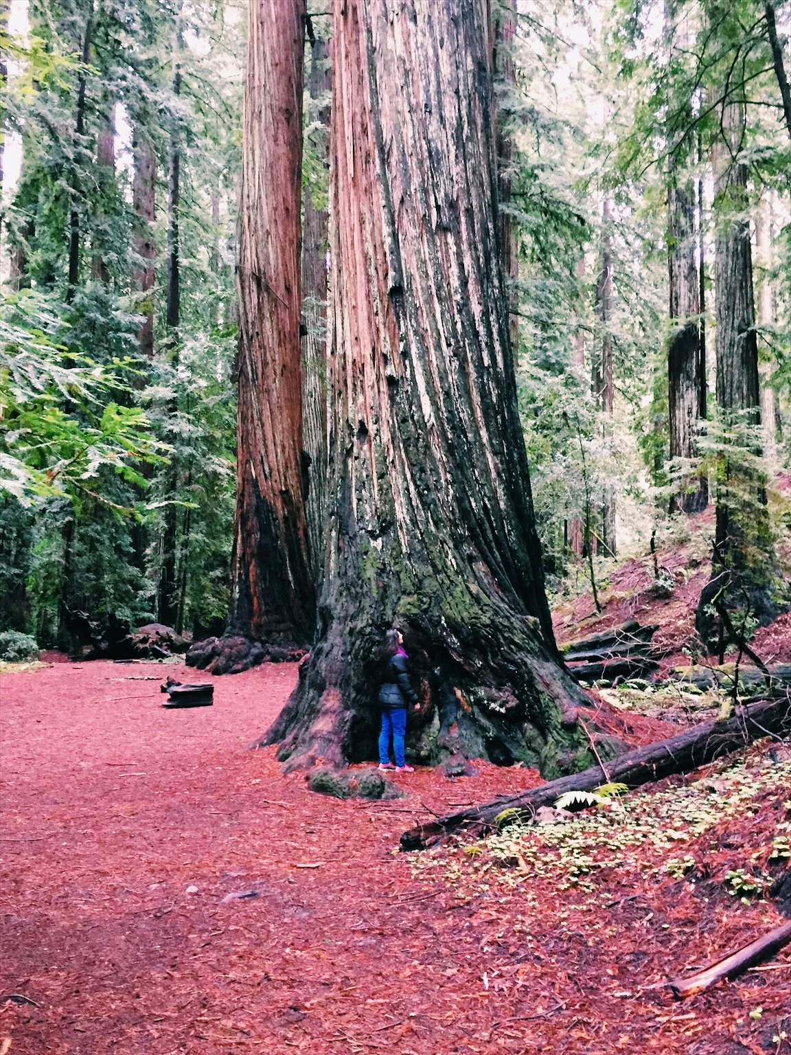 Clarity, Grounding and Service: Virgo Full Moon 