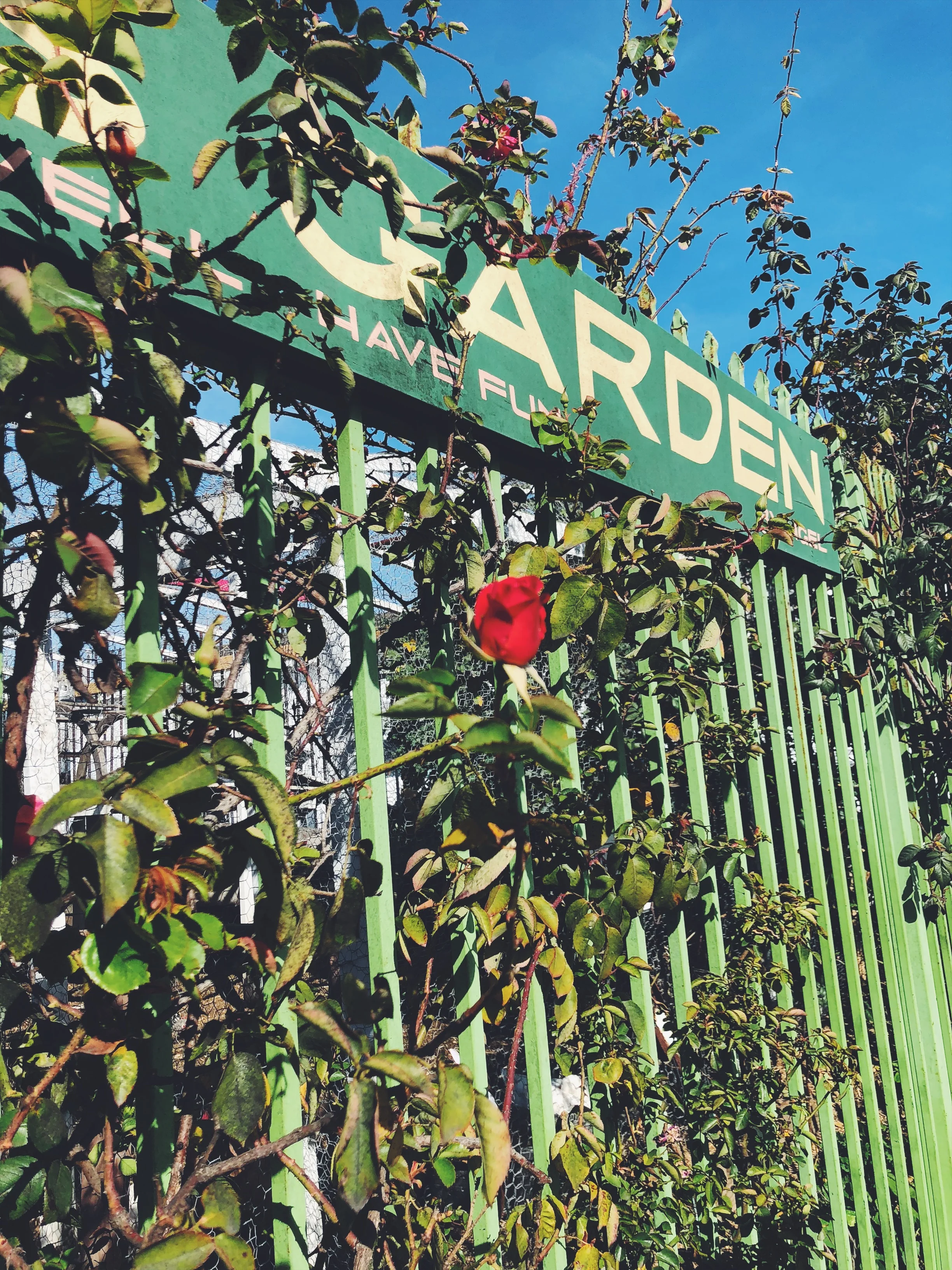 What does your garden grow? 