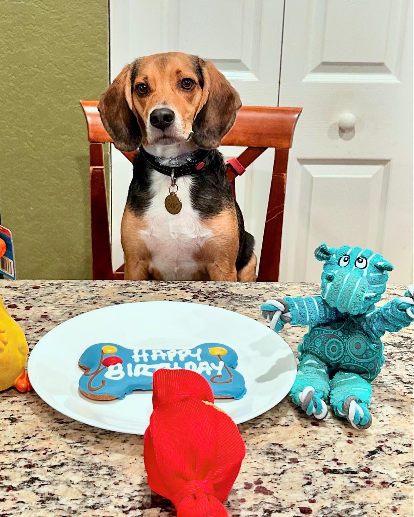 With hugs and cuddles, and treats and toys, Solo celebrated his 4th birthday today! 🐾&hearts;️🎉
#beaglemom

#beaglebirthday #beagles #beaglesofinstagram