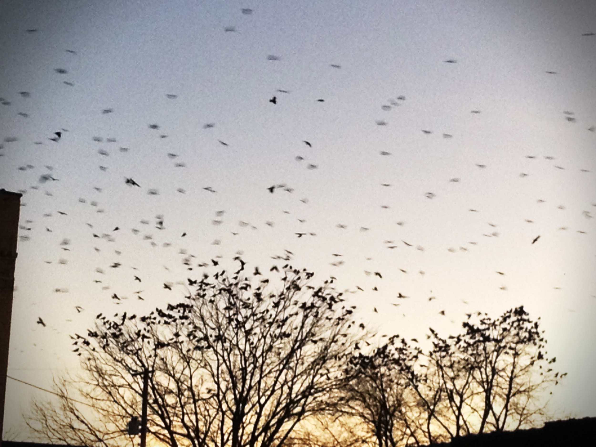 The insane amount of crows outside the shop