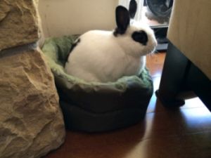 Valentino appreciates the warm comfort of his round fleece bed.
