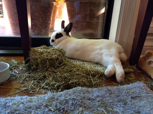 Valentino is full and content. He eats timothy hay daily which satisfies his instinct to chew.