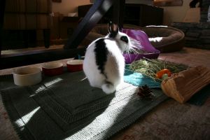 Bunnies needs to chew on tough grasses like hay, wood and pinecones to keep their teeth healthy.