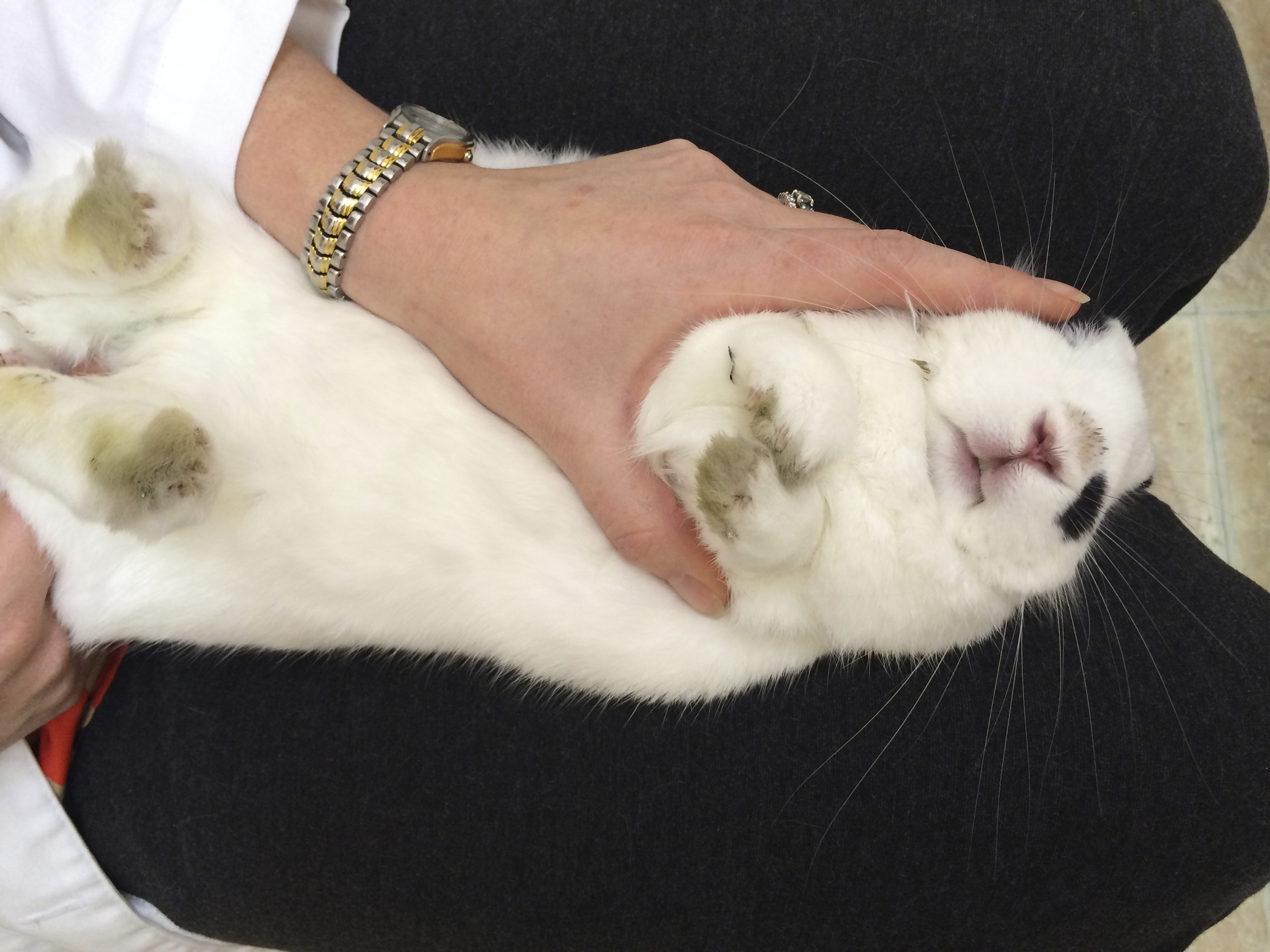 If you notice that your bunny isn't eating, drinking or pooping normally, he/she may be having intestinal issues. It is best to seek veterinary care immediately to be on the safe side. 