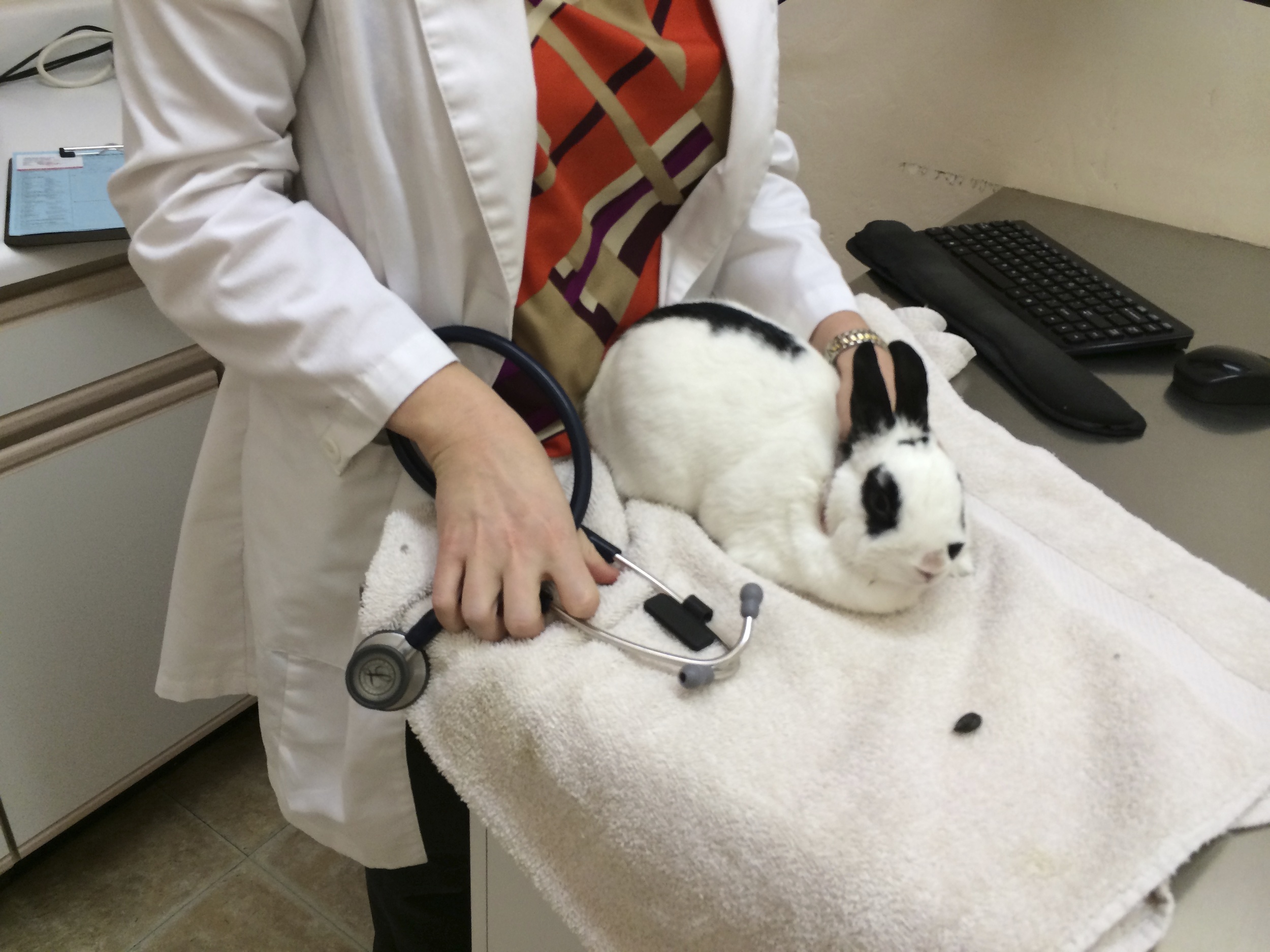 It is recommended that you get a baseline check-up for your rabbit as you would for a cat or dog so you know that your pet is healthy,