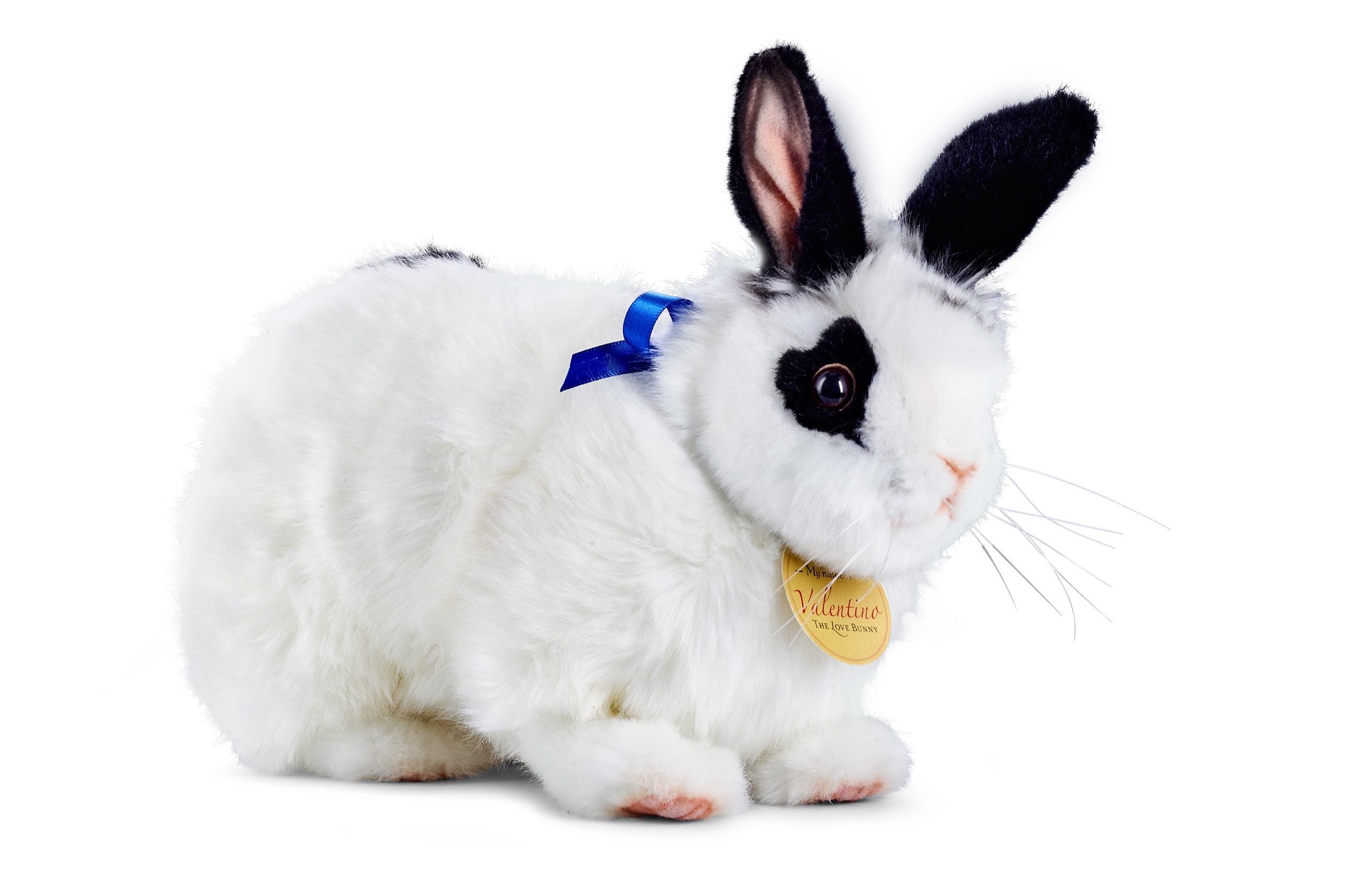 "Hello, I am Valentino. Here I am in my playful, crouching pose. Would you like to play?"