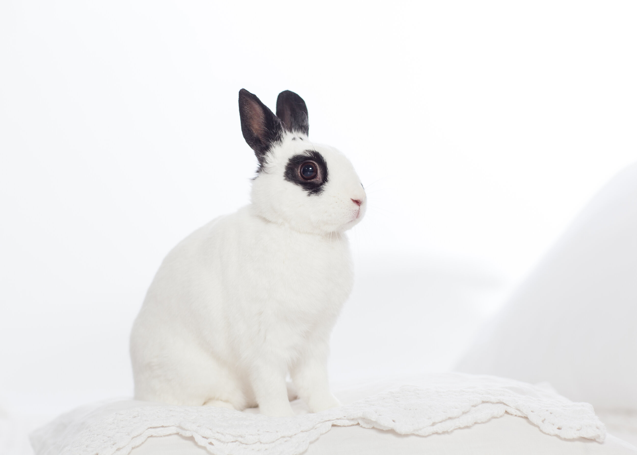 LoveBunny-1013 copy.jpg