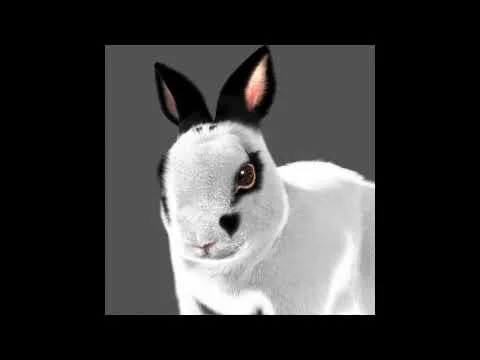 VALENTINO TEST ANIMATION