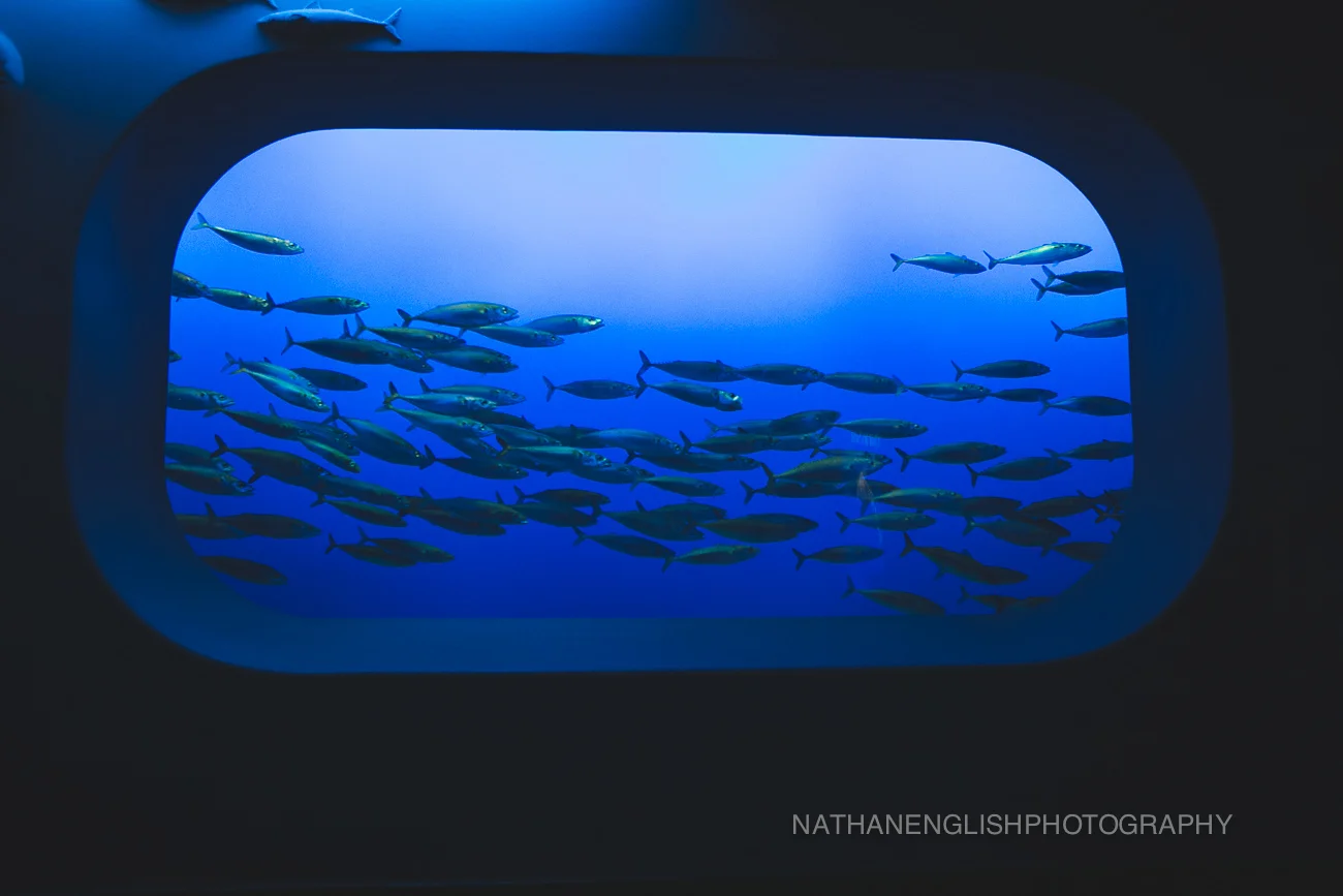 full house | thanksgiving in the land of san fran | california