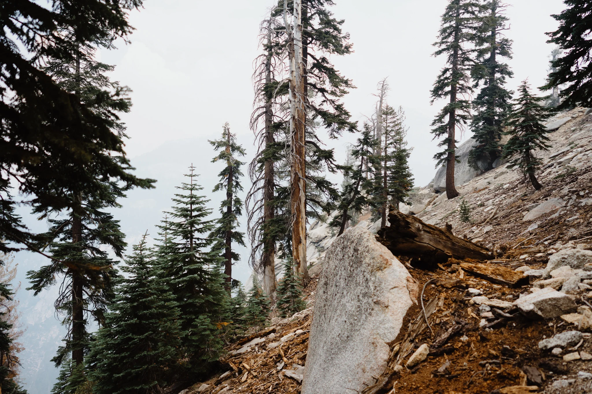 20170903-Shoestring-Adventures-Camping-Sequoia-25.jpg