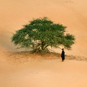 TIMBUKTU_THUMB.jpg