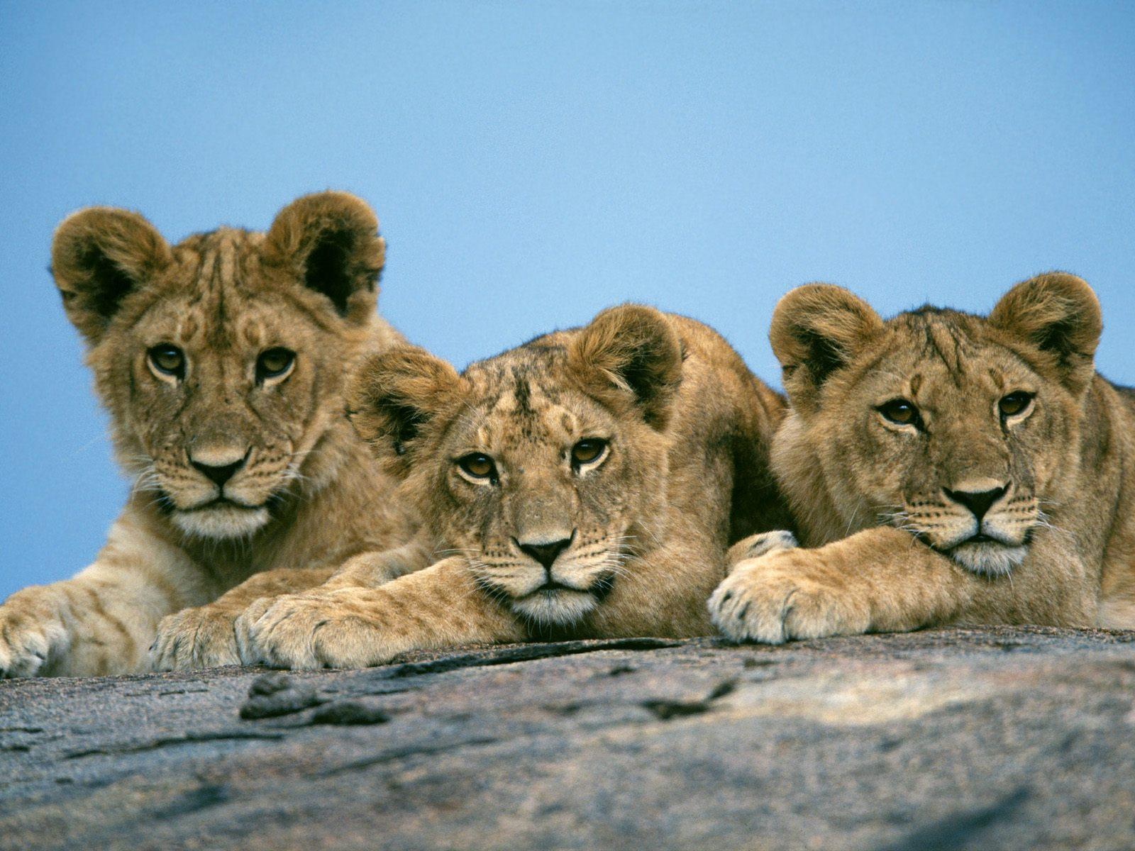 Masai Lions (Copy)