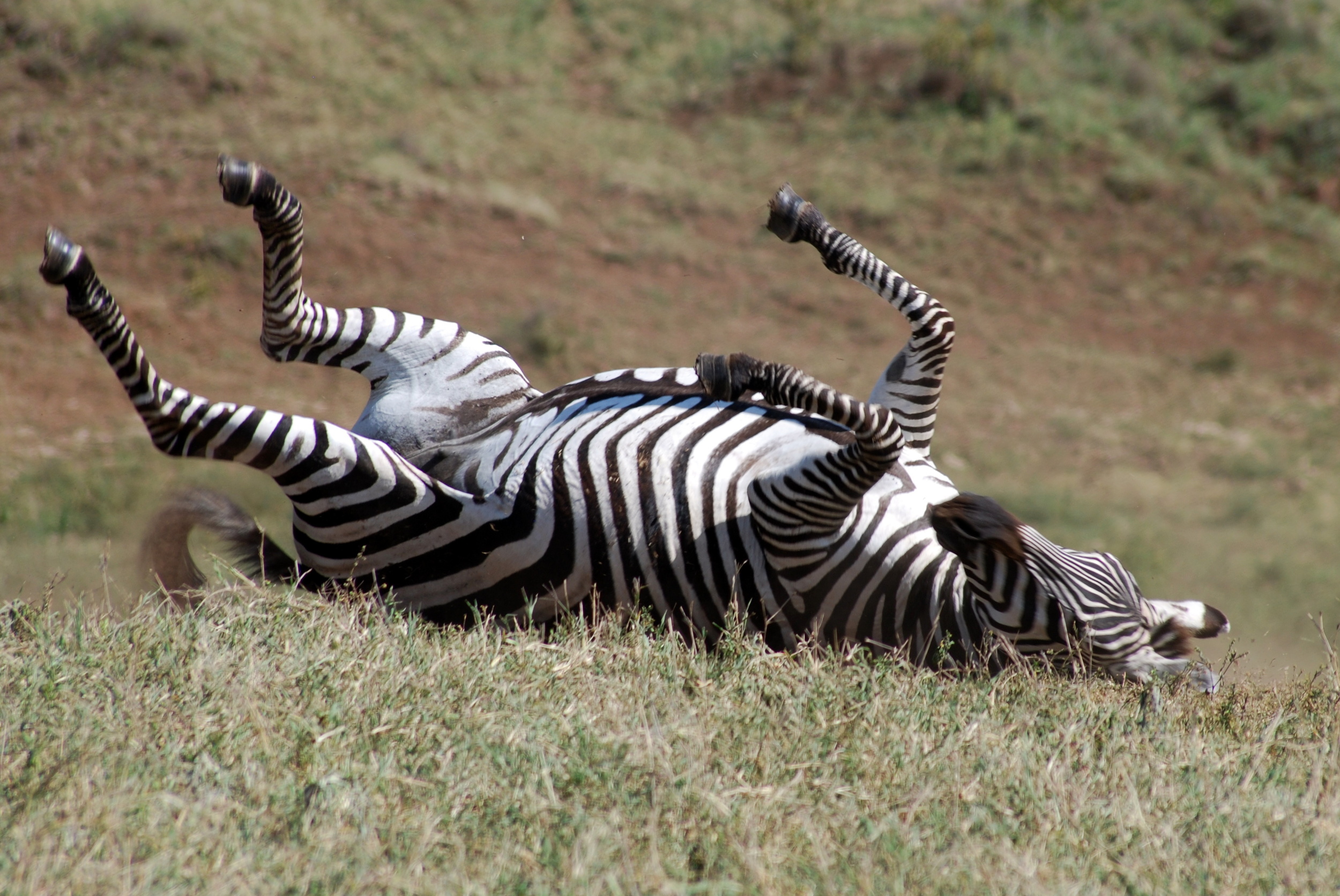 Zebra (Copy)