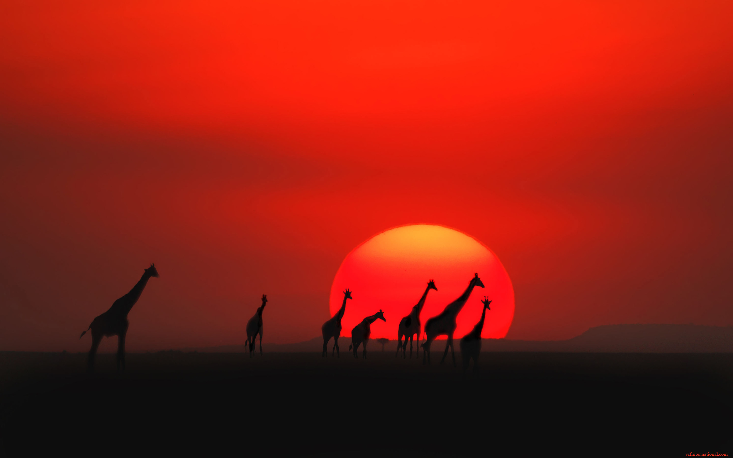 Sunset Giraffes (Copy)