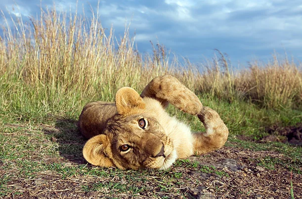 Kenya - Vivid Impressions