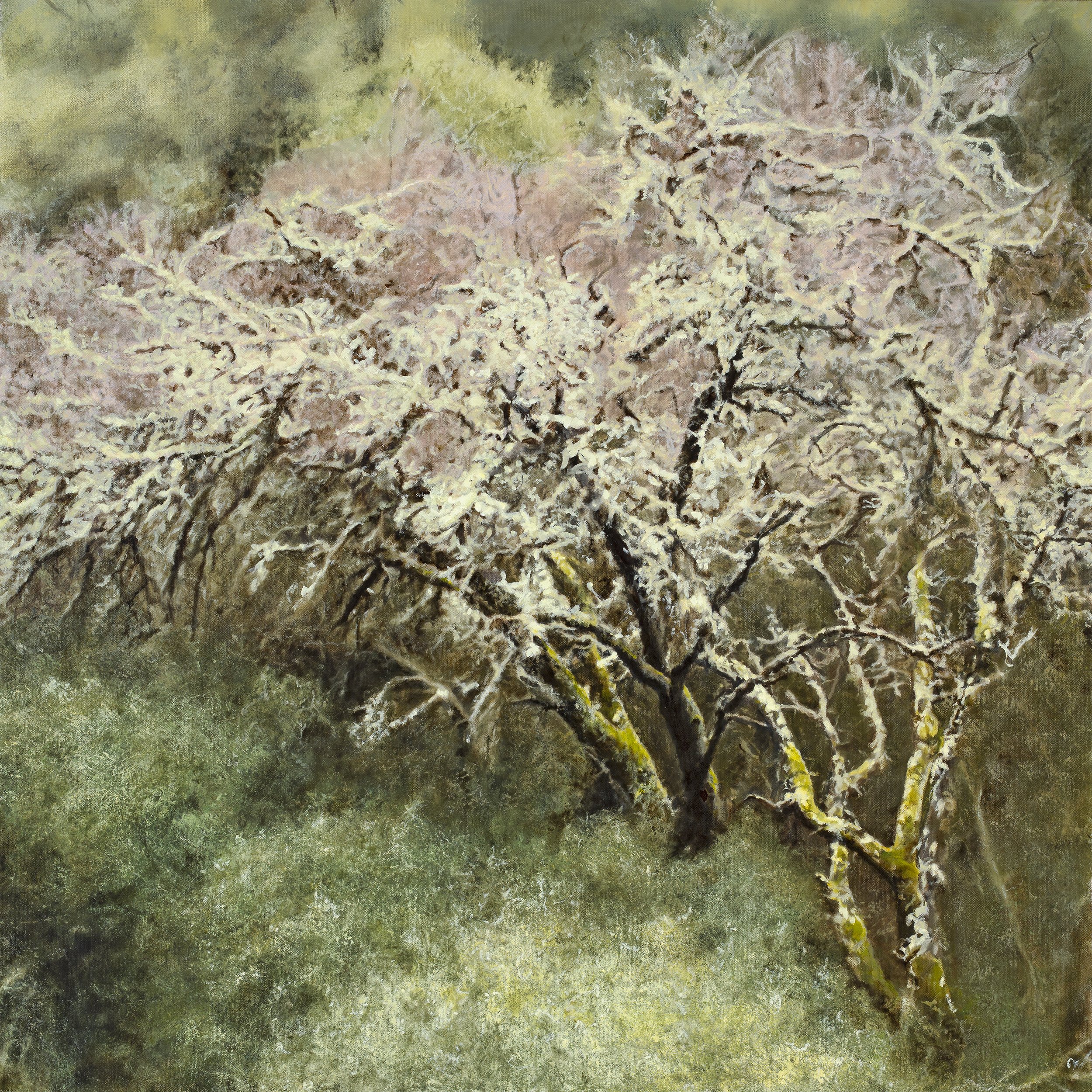 "California Oak 2"
