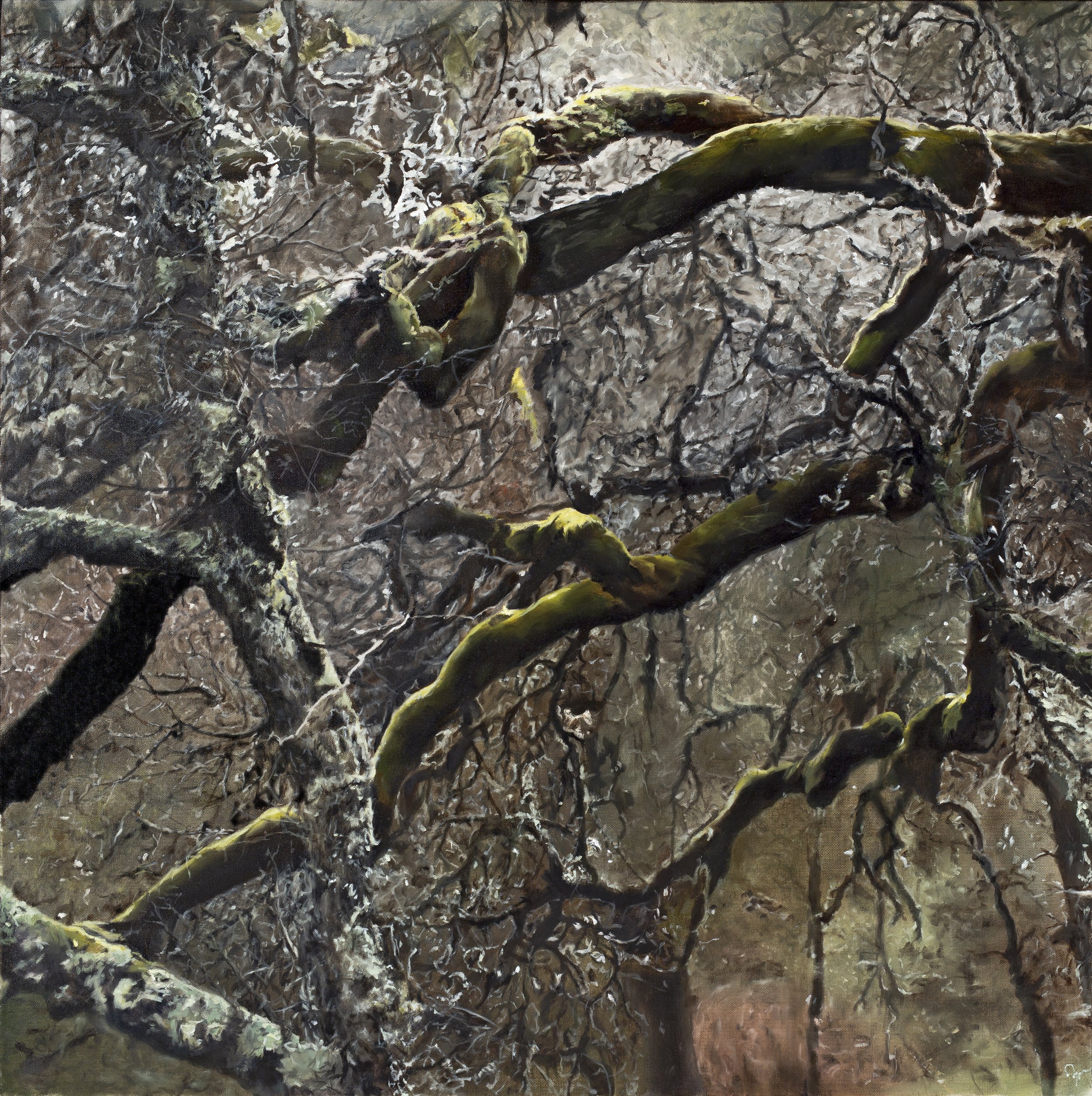 "California Oak 4"