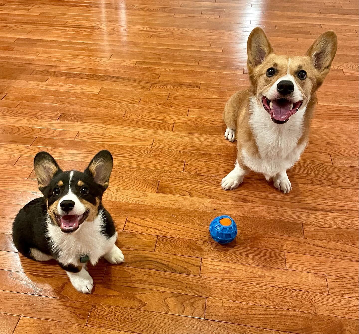 The corgi meeting you&rsquo;ve all been waiting for finally happened last night!! Our OG bestie Kevin met Biff and seemed to tolerate him 😅 Kev&rsquo;s used to ALL the attention, so we think it&rsquo;ll take some more socializing sessions but luckil