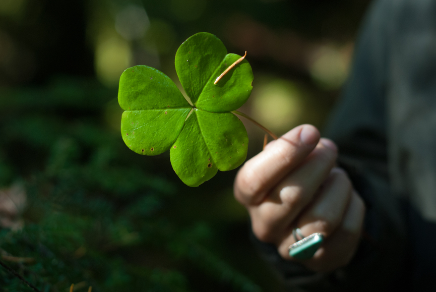 Wild foraged wood sorrel (oxalis), native to Oregon