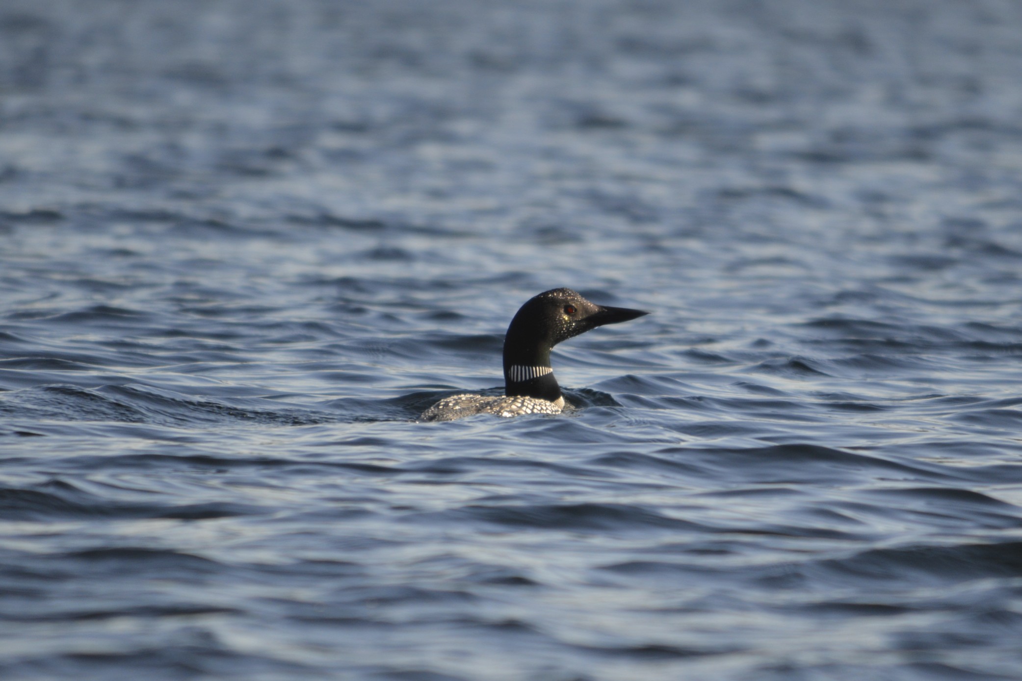 Loon