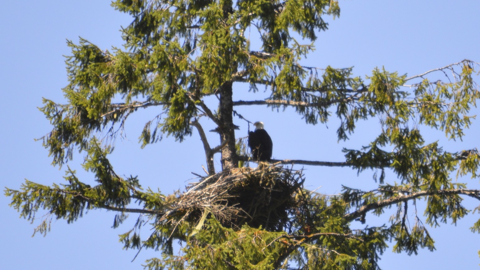 Bald eagle nest