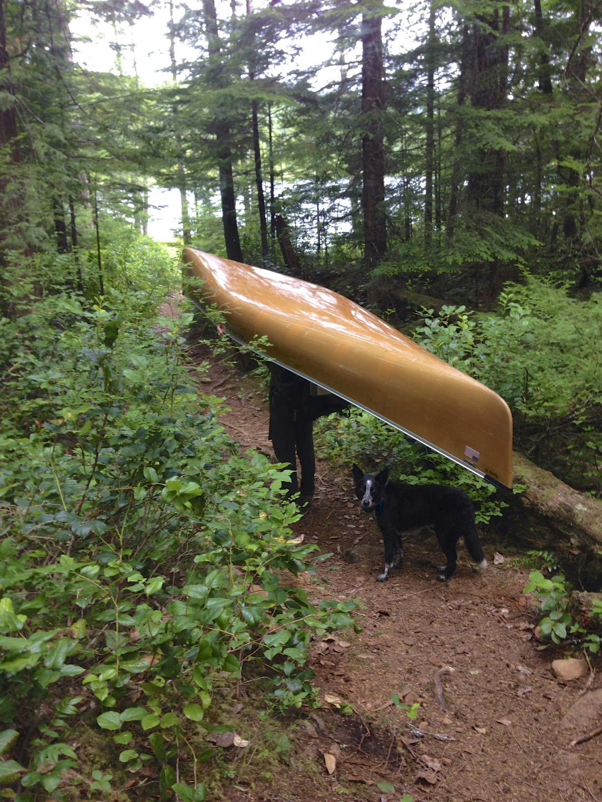 Tucker herding the canoe