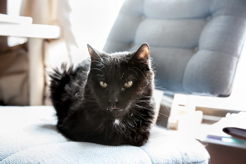   next artist &nbsp;&gt;&gt;&gt;  