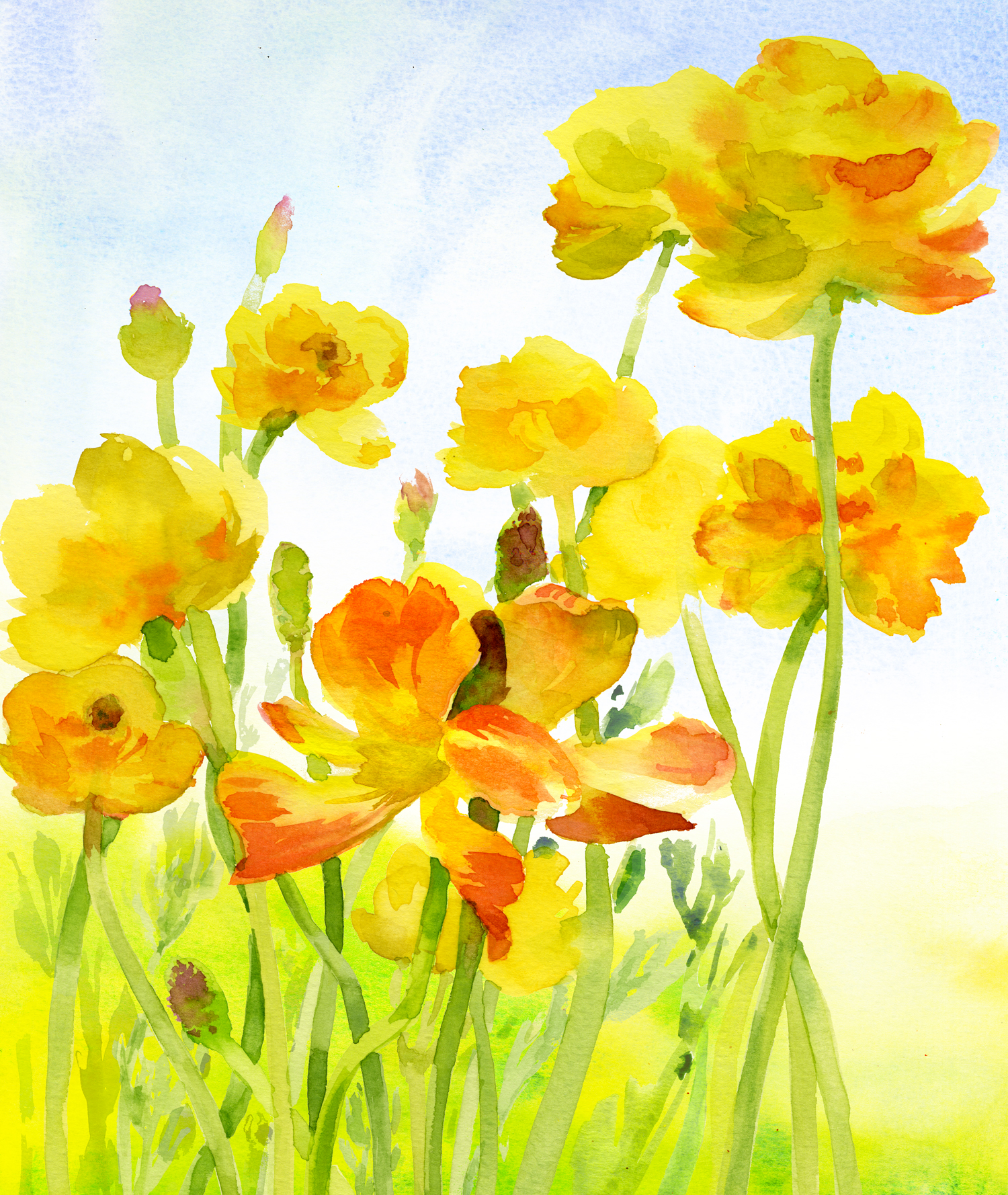 Yellow-Renunculus.jpg