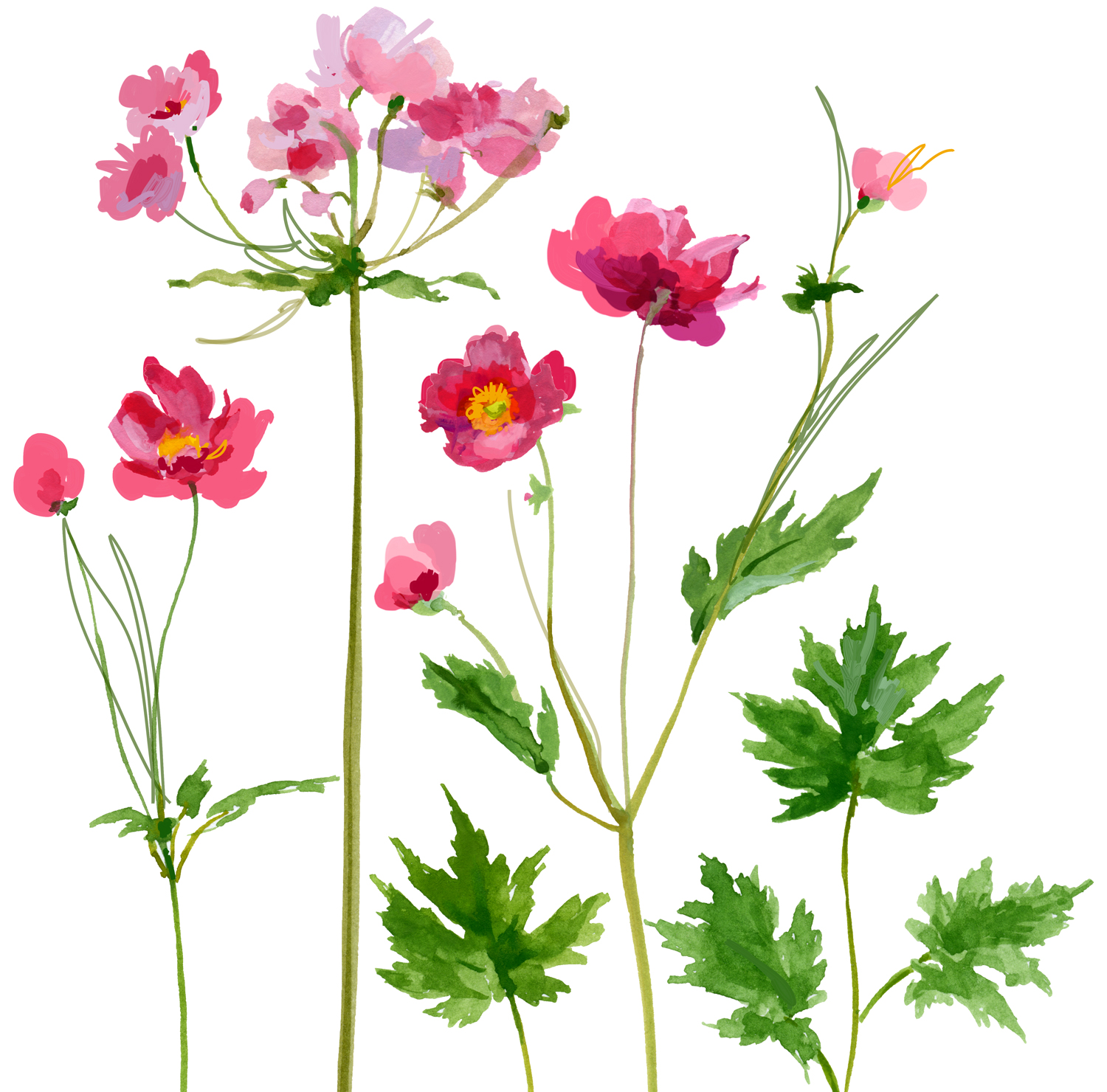 Anemones-NEW.jpg