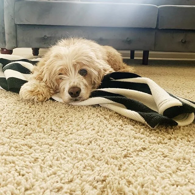 He turned 12 last month, he doesn&rsquo;t get nearly enough FaceTime around here- but he&rsquo;s the best dog. My constant companion, he sits by my side, follows me around and has always been the best with our kids. We 🤍 you sweet Bentley. .
.
.
.
.