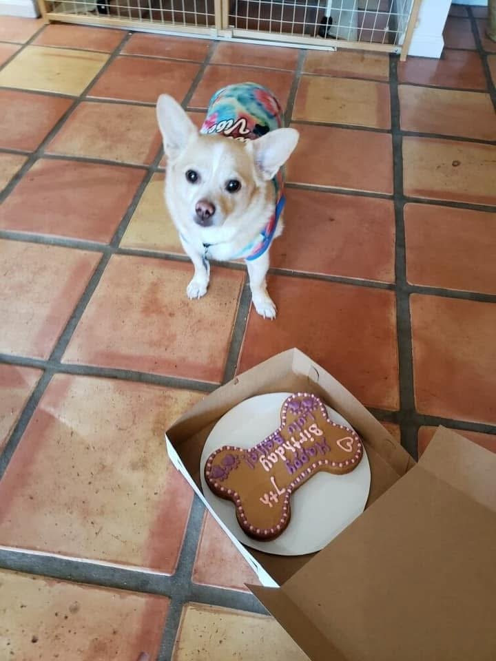 PhotoCakeLittlePup.JPG