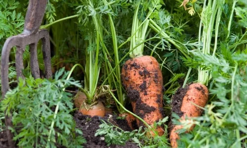 carrots.jpg